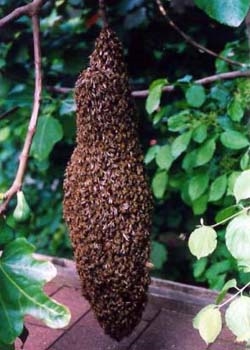 Bienenvolk auf Wanderung