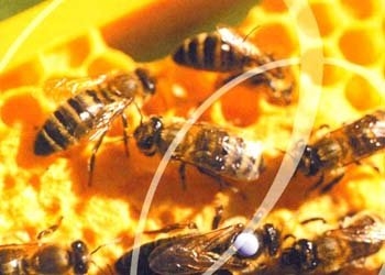 Bienen in Wabe